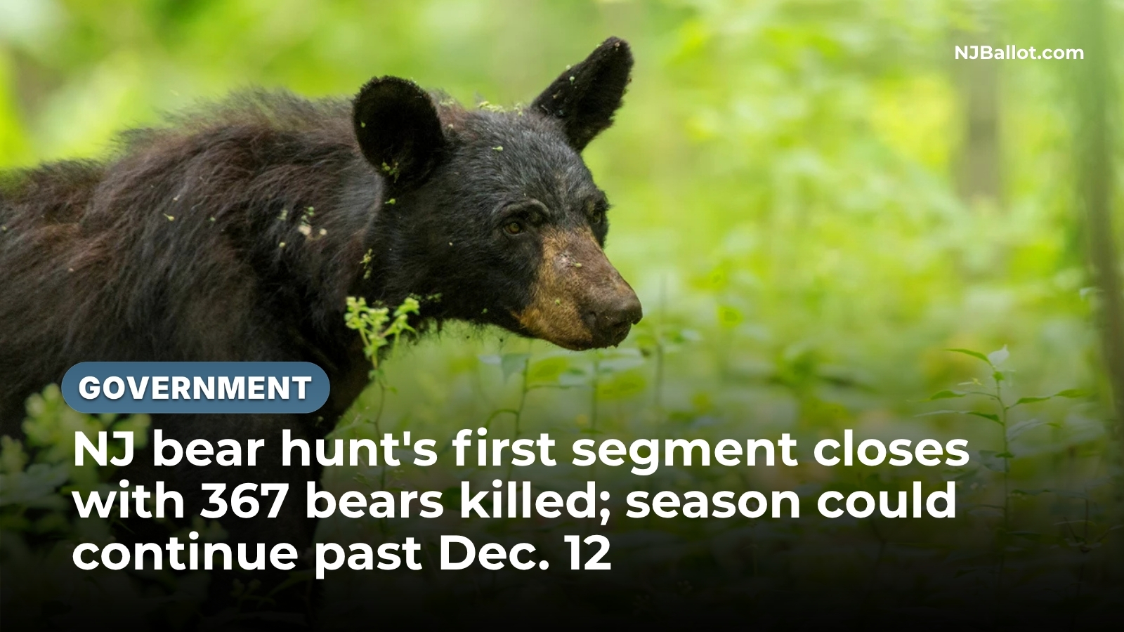 NJ bear hunt's first segment closes with 367 bears killed; season could continue past Dec. 12