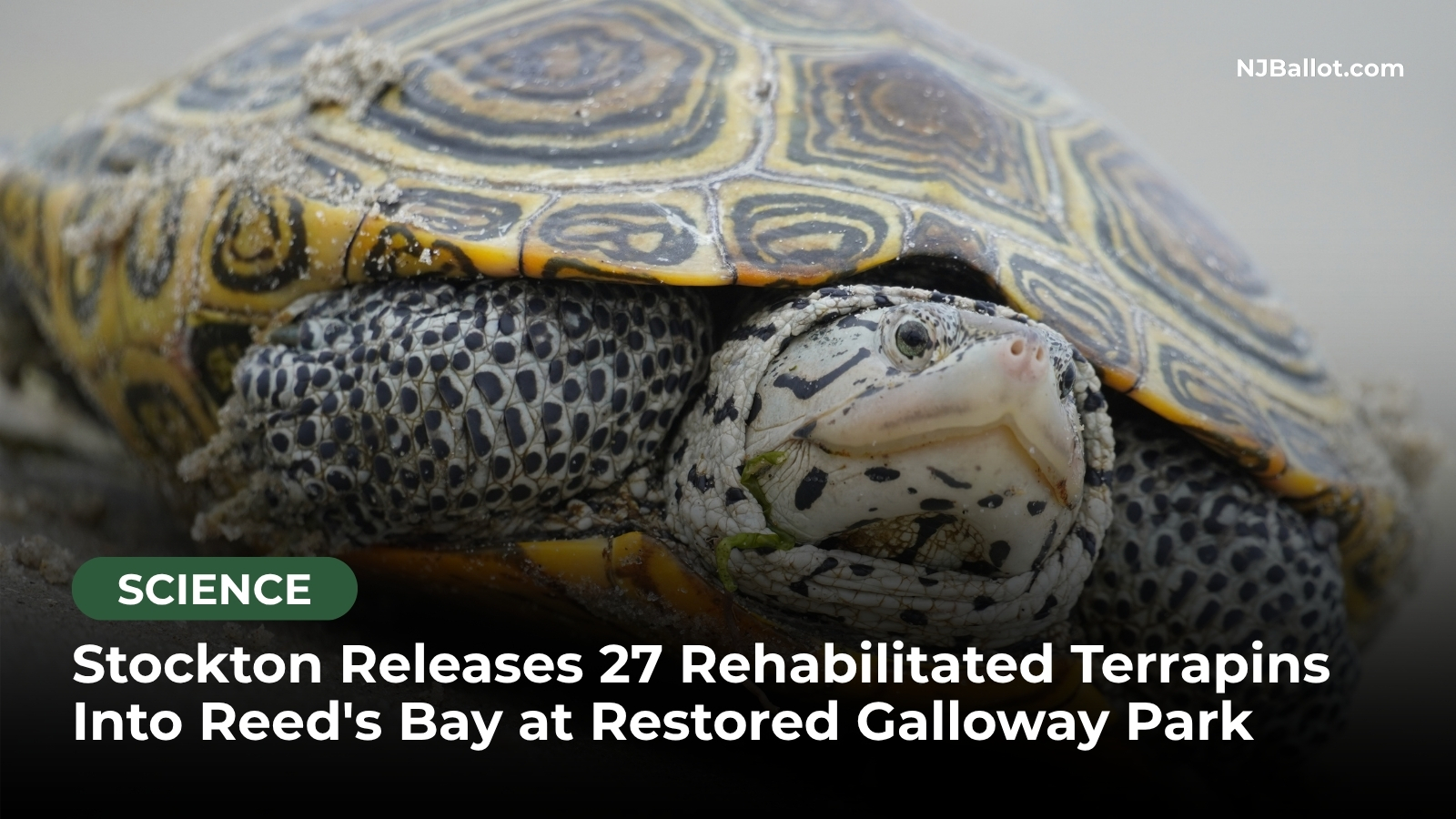 Stockton Releases 27 Rehabilitated Terrapins Into Reed's Bay at Restored Galloway Park
