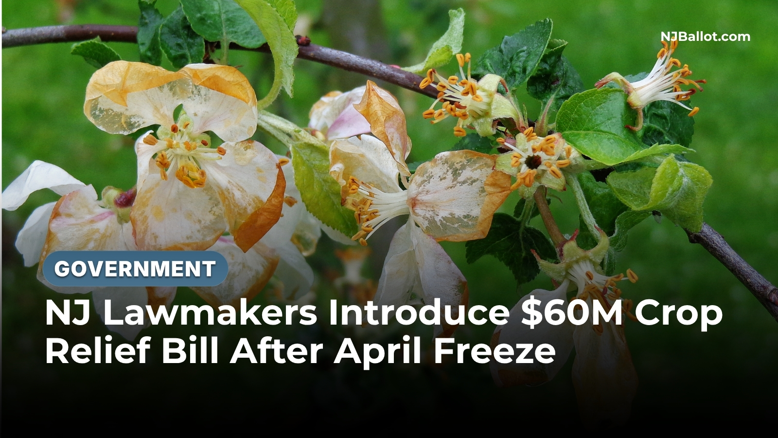 New Jersey Lawmakers Introduce $60M Crop Relief Bill After April Freeze
